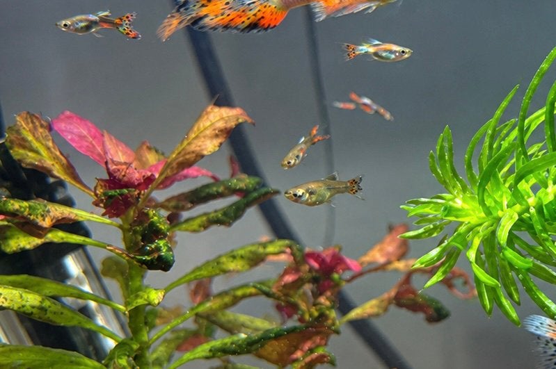 Endler guppen guppies guppy’s, Dieren en Toebehoren, Vis