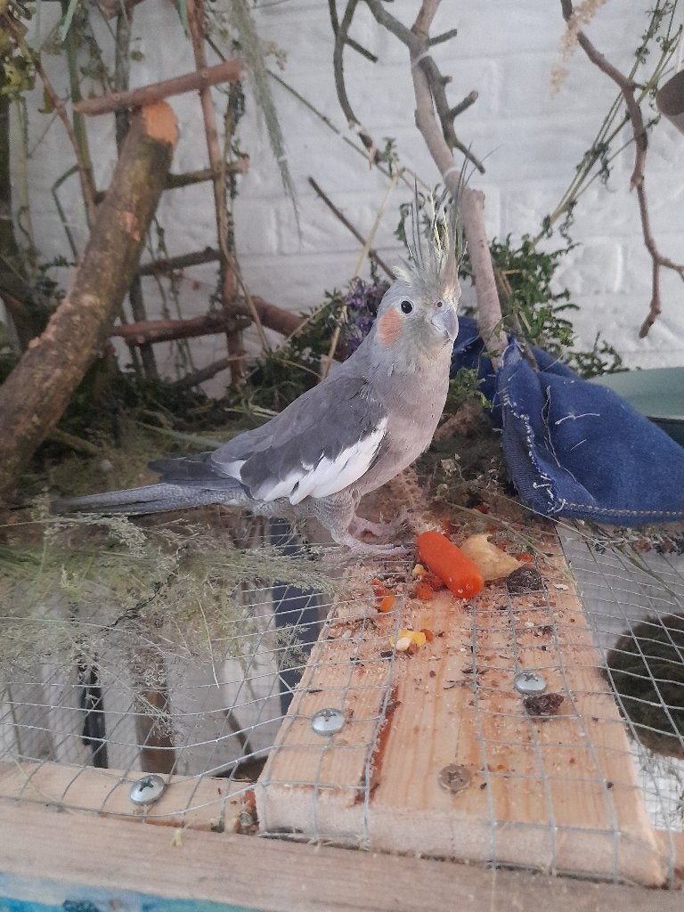 Kleine Valkparkiet 25 weken oud, Vrouwelijk, Parkiet