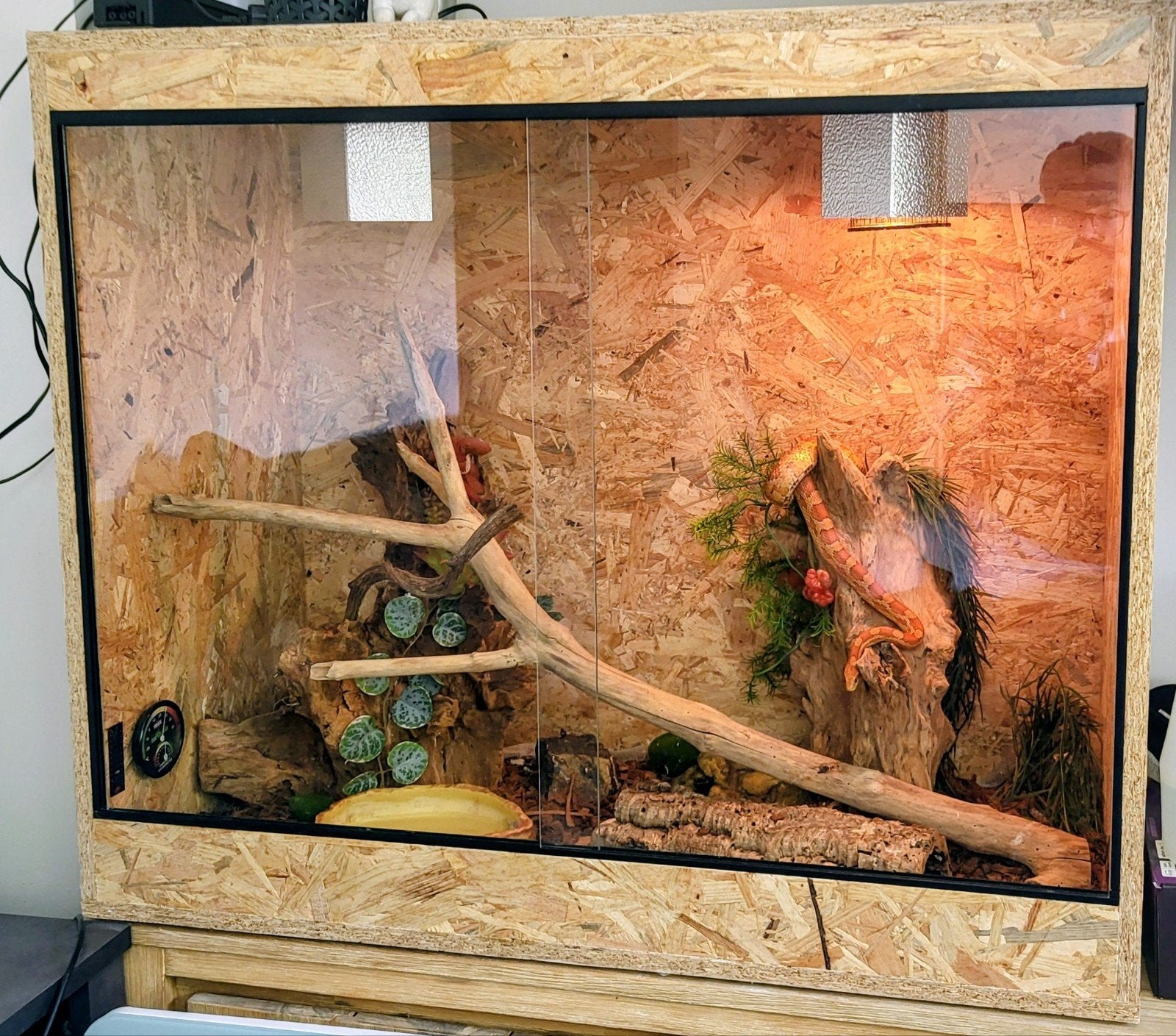 Terrarium met 3 rattenslangen icl. toebehoren en voedsel Rat Snake photo 6