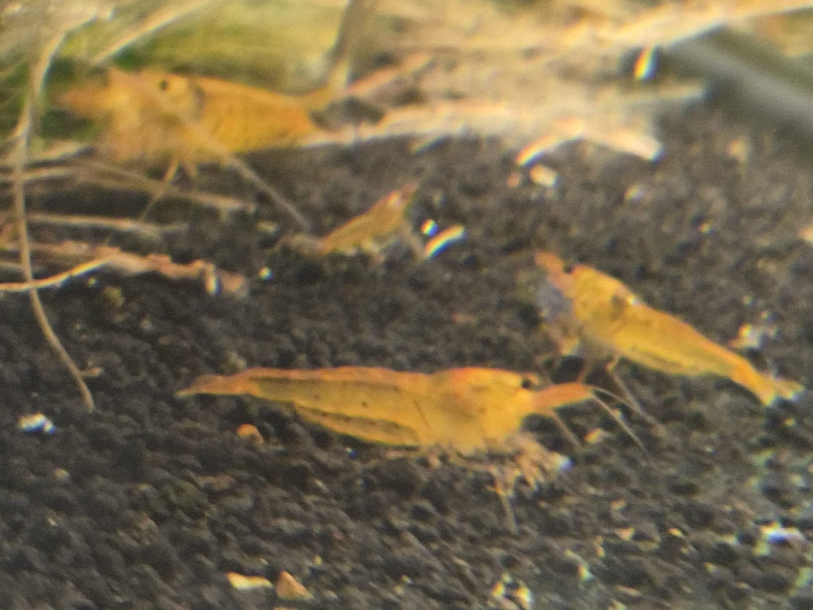 Golden Tiger gele garnalen, Caridina, Kreeft, Krab of Garnaal