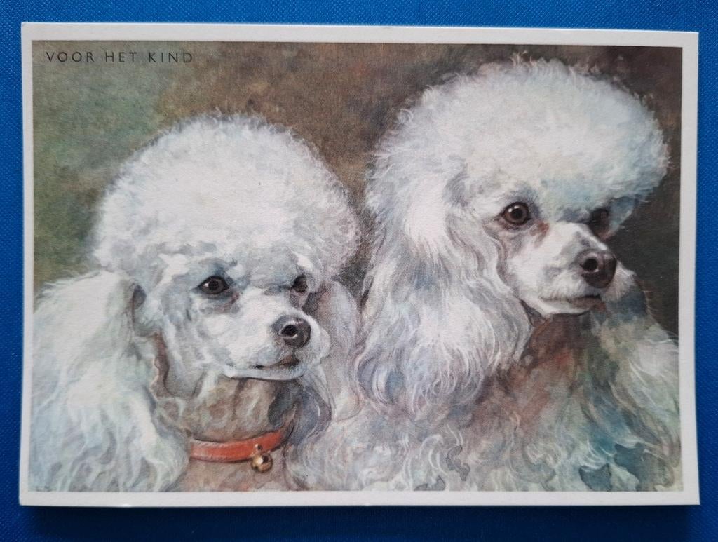 Ansichtkaart met honden Dwergpoedels, Ophalen of Verzenden, Ongelopen, Hond of Kat