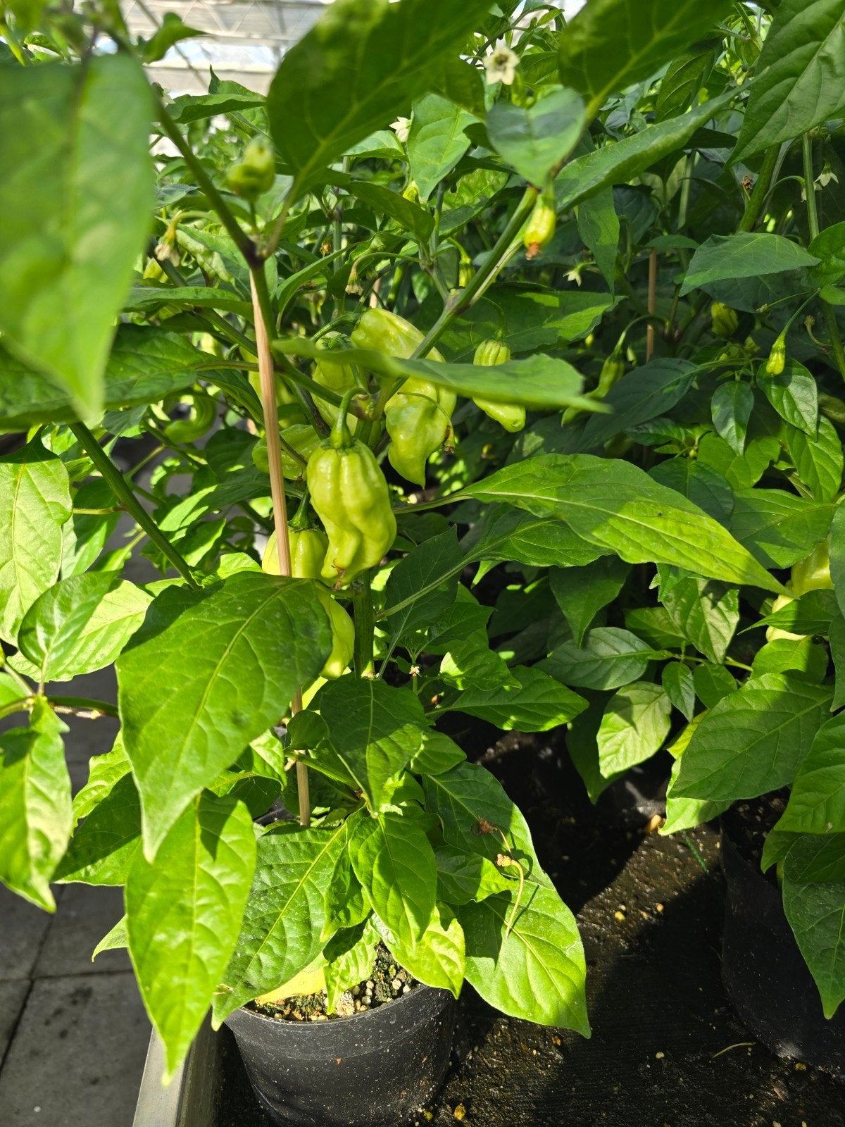Madam Jeanet en Adjuma Peper. (Met Pepers), Tuin en Terras, Planten | Tuinplanten, Ophalen, Eenjarig, Groenteplanten, Volle zon