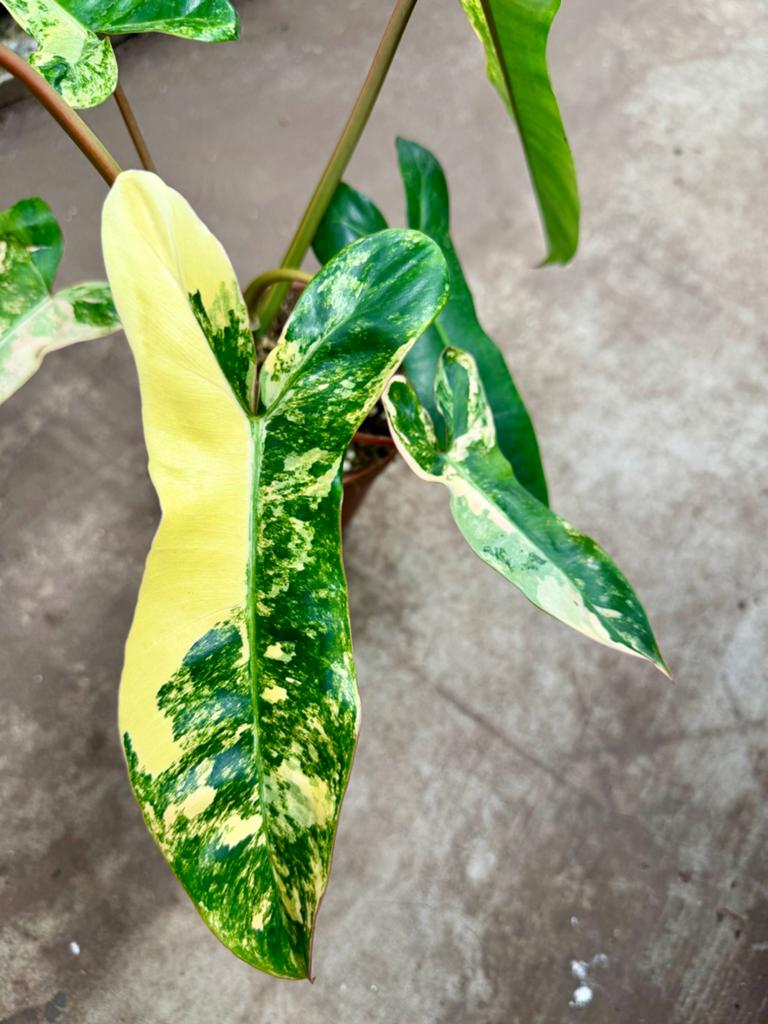 Philodendron Florida Beauty x Billietiae p12, Huis en Inrichting, Kamerplanten, Ophalen of Verzenden