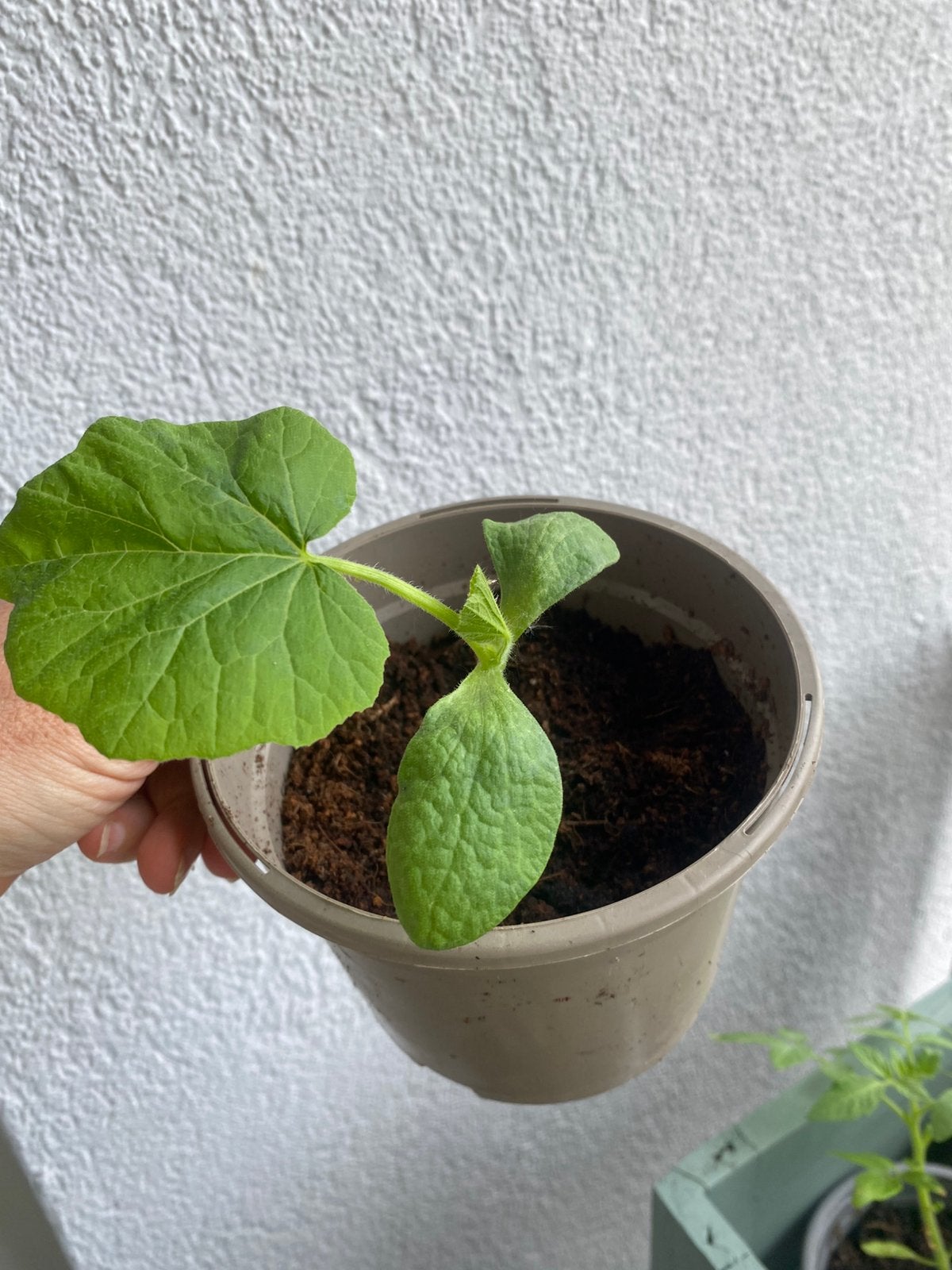 Stekjes pompoen, Tuin en Terras, Planten | Tuinplanten, Ophalen of Verzenden, Eenjarig, Groenteplanten, Volle zon