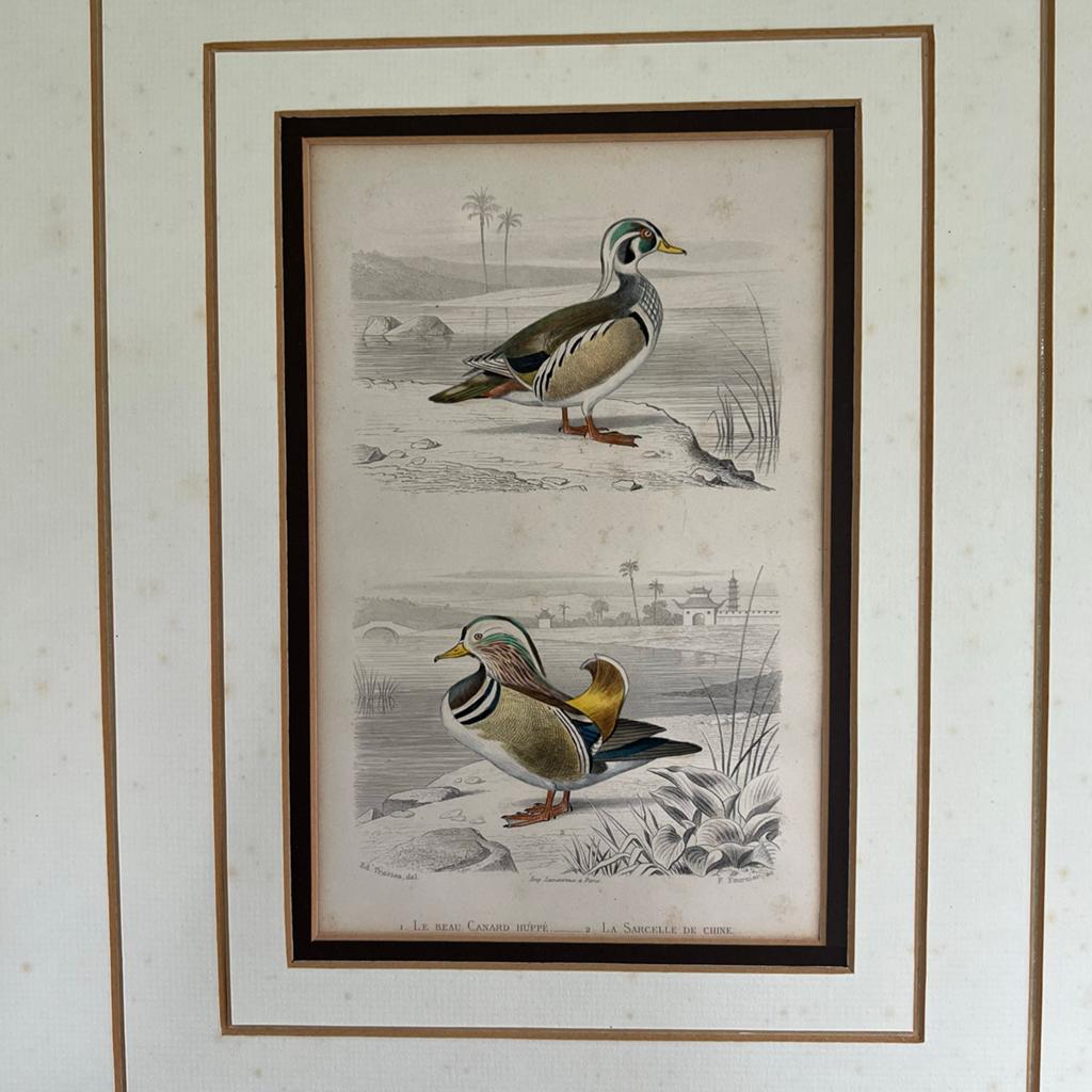 Gravure Orgineel Kuifeend 1853, Ophalen of Verzenden