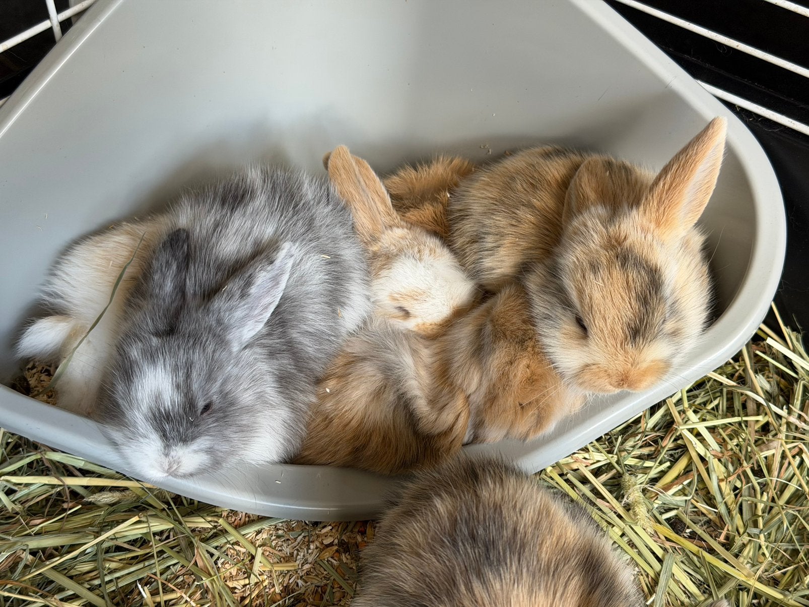 Baby konijntjes dwerg hangoor, Mei, Geslacht onbekend, Overige typen