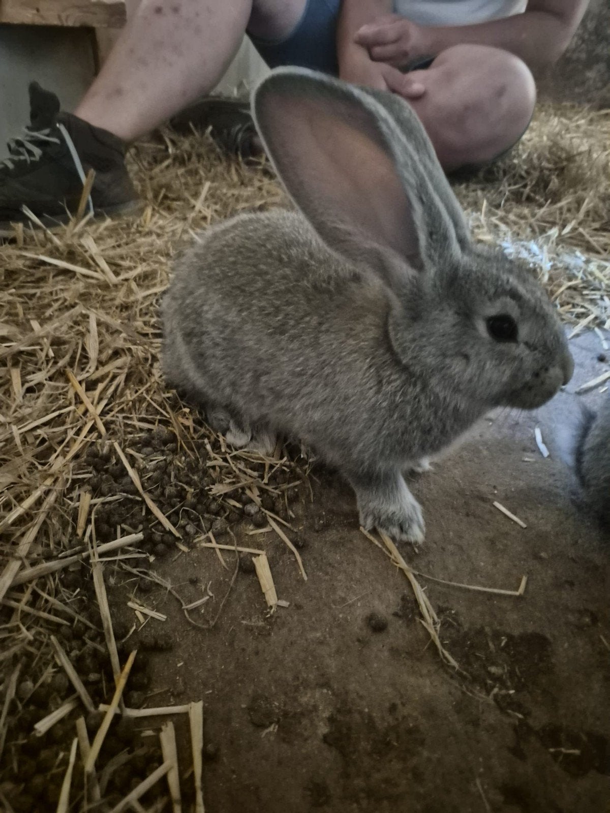 Super lieve baby konijnen Vlaamse x Duitse reus, Dieren en Toebehoren, Meerdere dieren, Groot, 0 tot 2 jaar