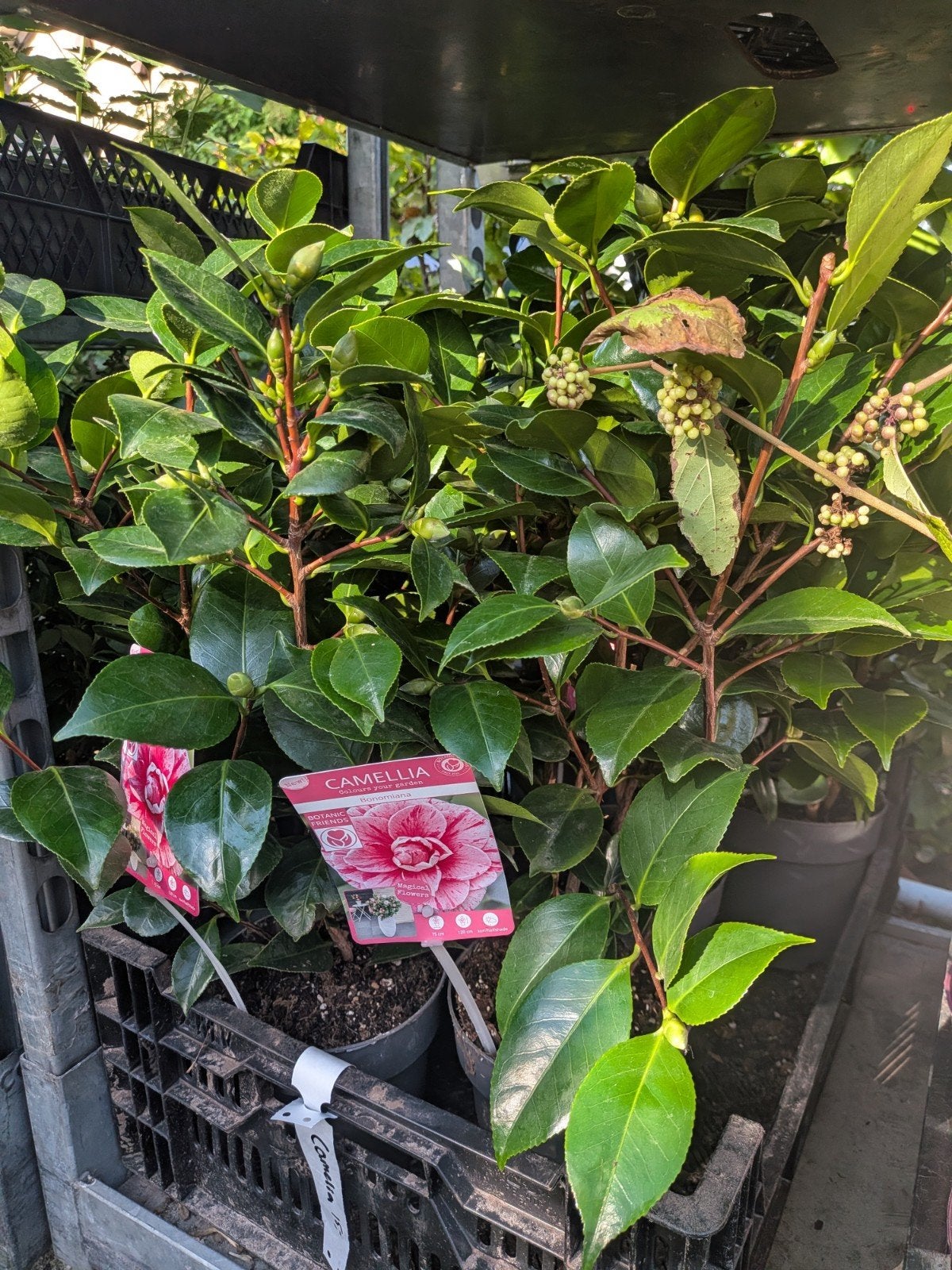 CAMELLIA ‘BONOMIANA’ – €15,- per stuk!, Vaste plant, Halfschaduw, Lente, Ophalen