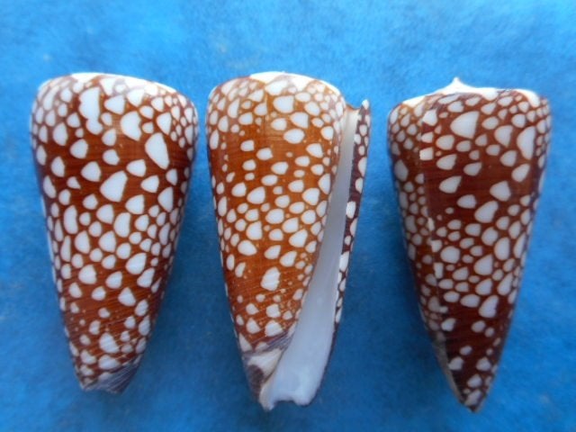 Schelpen: Conus nobilis gisellelielae Parson gem 37-39mm, Verzenden, Schelp(en)