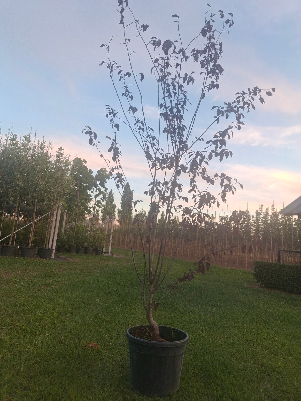 Te koop Prunus cerasifera Nigra/kerspruim, Ophalen, Overige soorten, Struik, 100 tot 250 cm