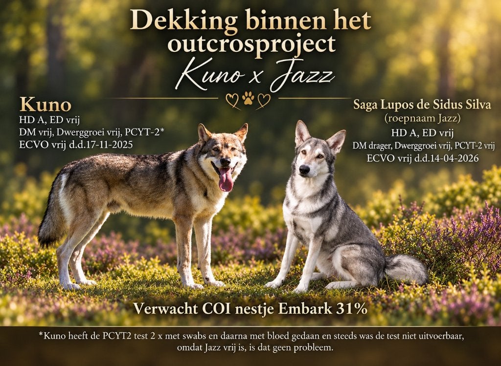 Saarlooswolfhond pups met stamboom AVLS, Overige rassen, CDV (hondenziekte), 8 tot 15 weken, Meerdere