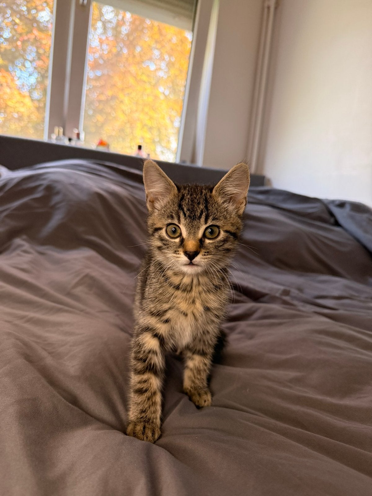 Lieve kitten, Poes