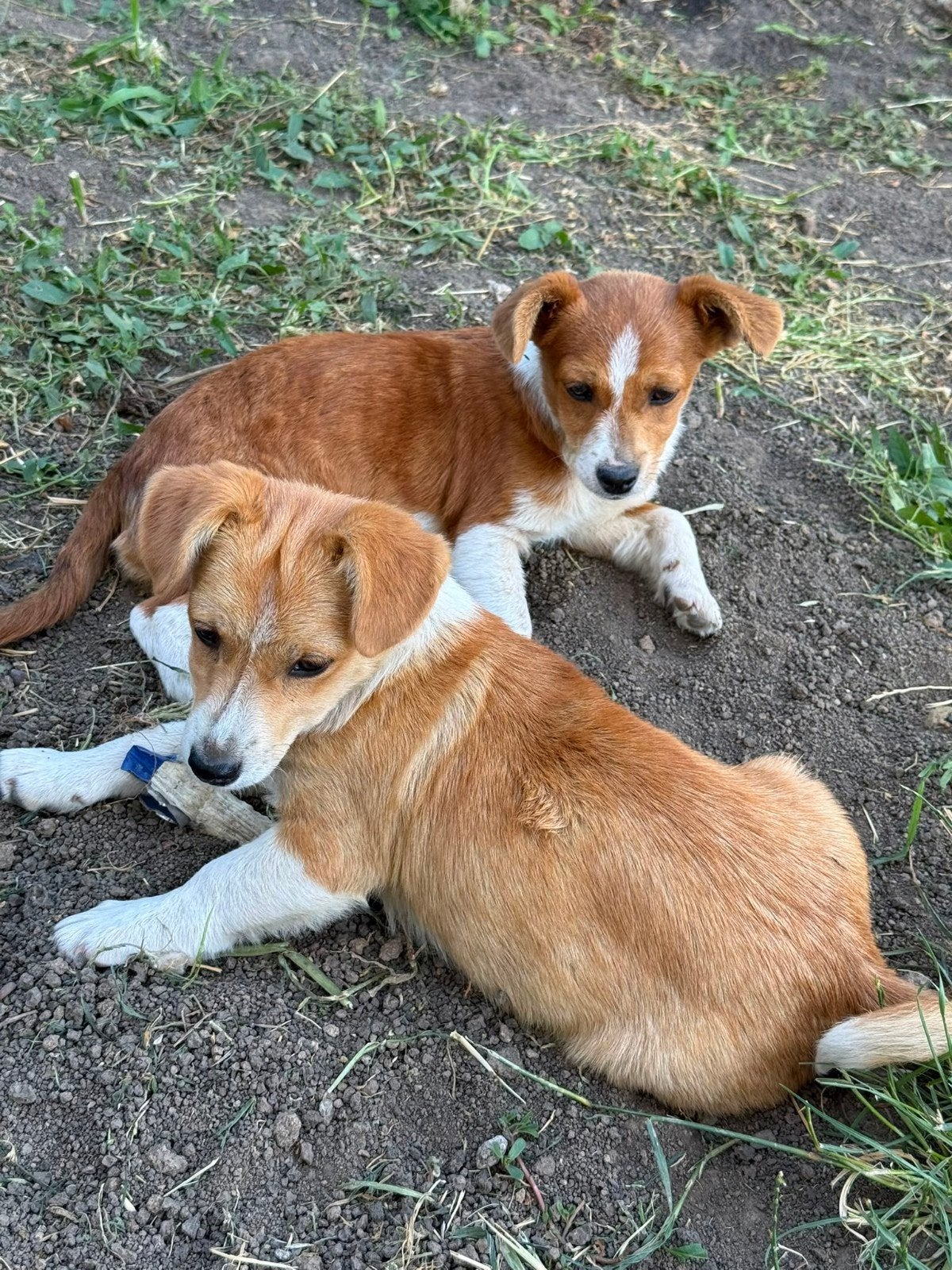 Puppys zoeken thuis, ter adoptie, Dieren en Toebehoren, 15 weken tot 1 jaar, Handelaar, Buitenland, Teef