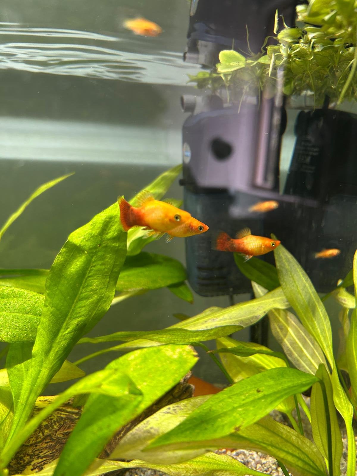 Platy’s, Dieren en Toebehoren, Vissen | Aquariumvissen, Vis