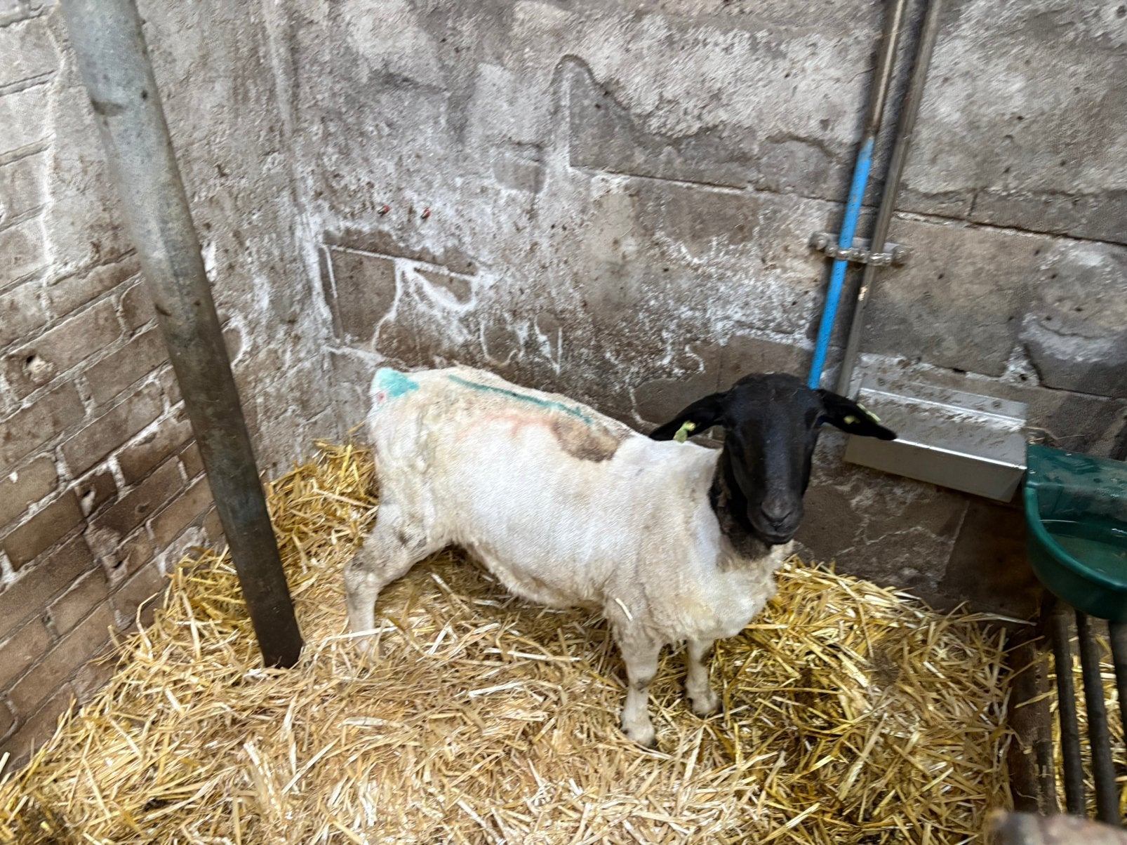 Tk Dorper ooi van 2025, Dieren en Toebehoren, Vrouwelijk, Schaap