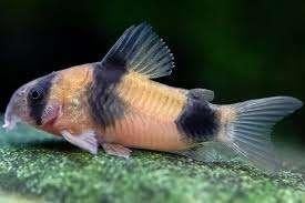 Corydora weitzmani - Koidream Valburg, Vis