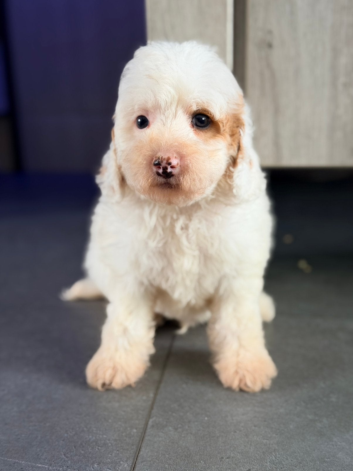 Mini labradoodle pup reu te koop!, Parvo, 8 tot 15 weken, Eén hond, Nederland
