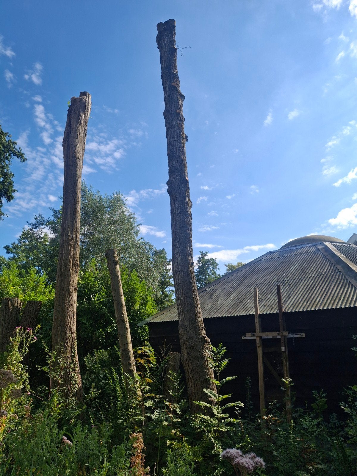 haardhout blokken/stammen, Ophalen of Verzenden