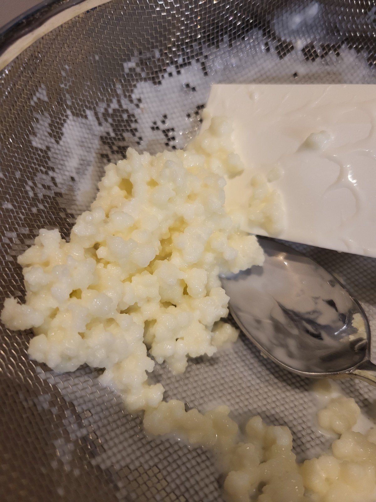 melkkefir korrels gratis, Diversen, Ophalen of Verzenden