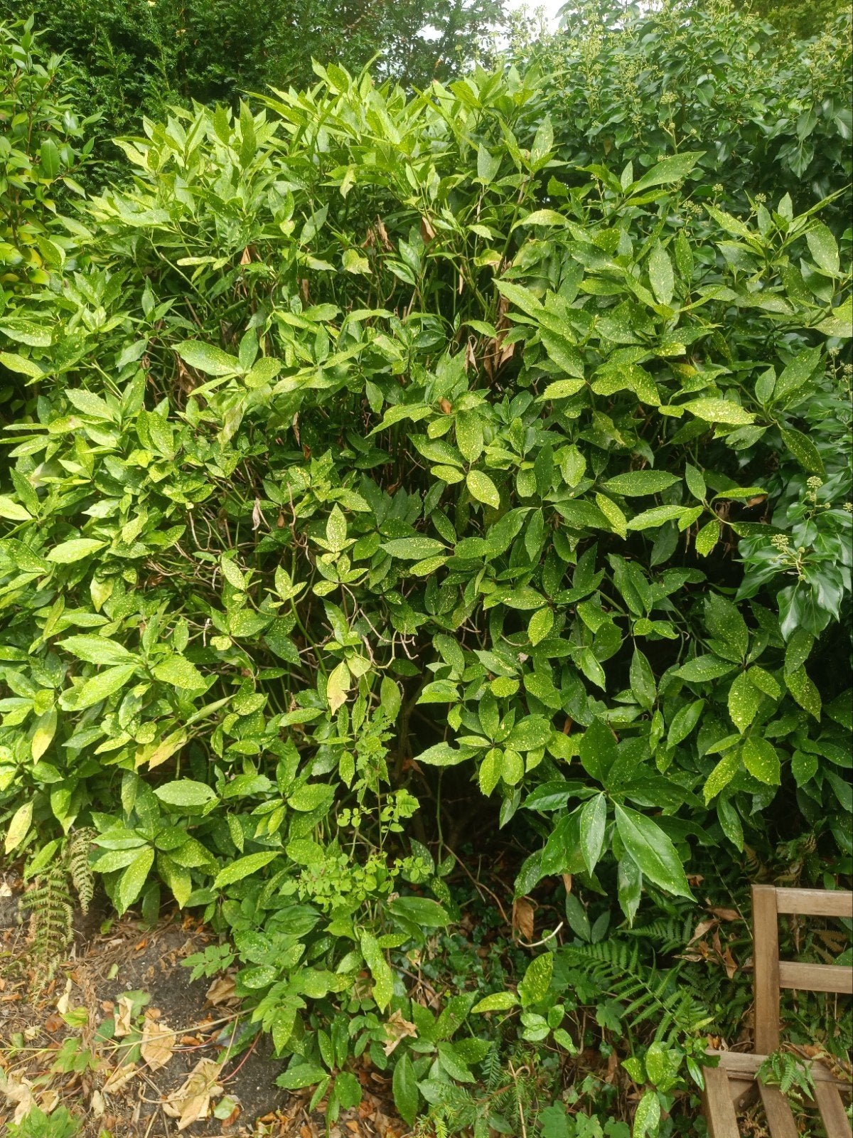 GRATIS Japanse broodboom/ Japanse laurier, Ophalen, Laurier, 100 tot 250 cm