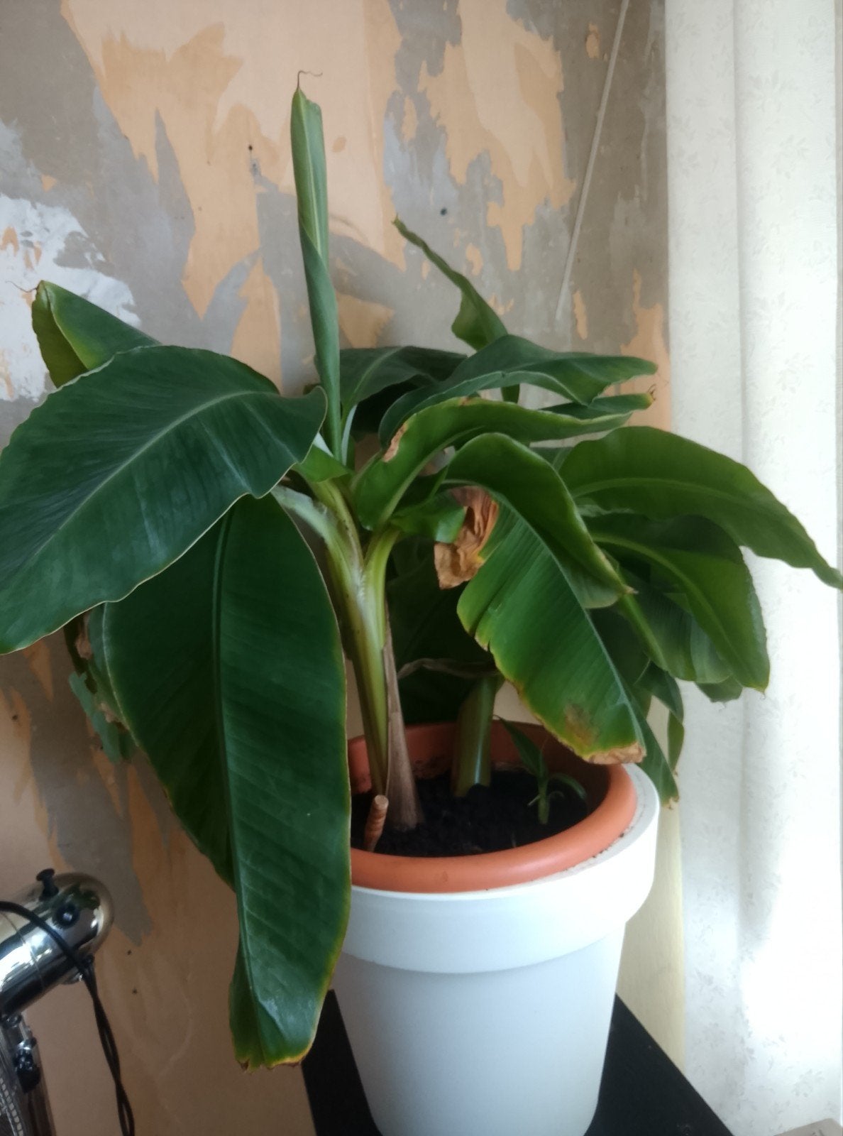 Mooie bananenplant  2 x  IN 1 POT!, Ophalen, Halfschaduw, Minder dan 100 cm