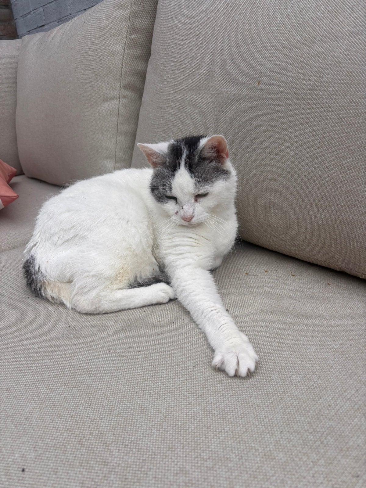 Lief thuis gezocht voor 16-jarige poes Dinges, Dieren en Toebehoren, Katten en Kittens | Overige Katten, Poes