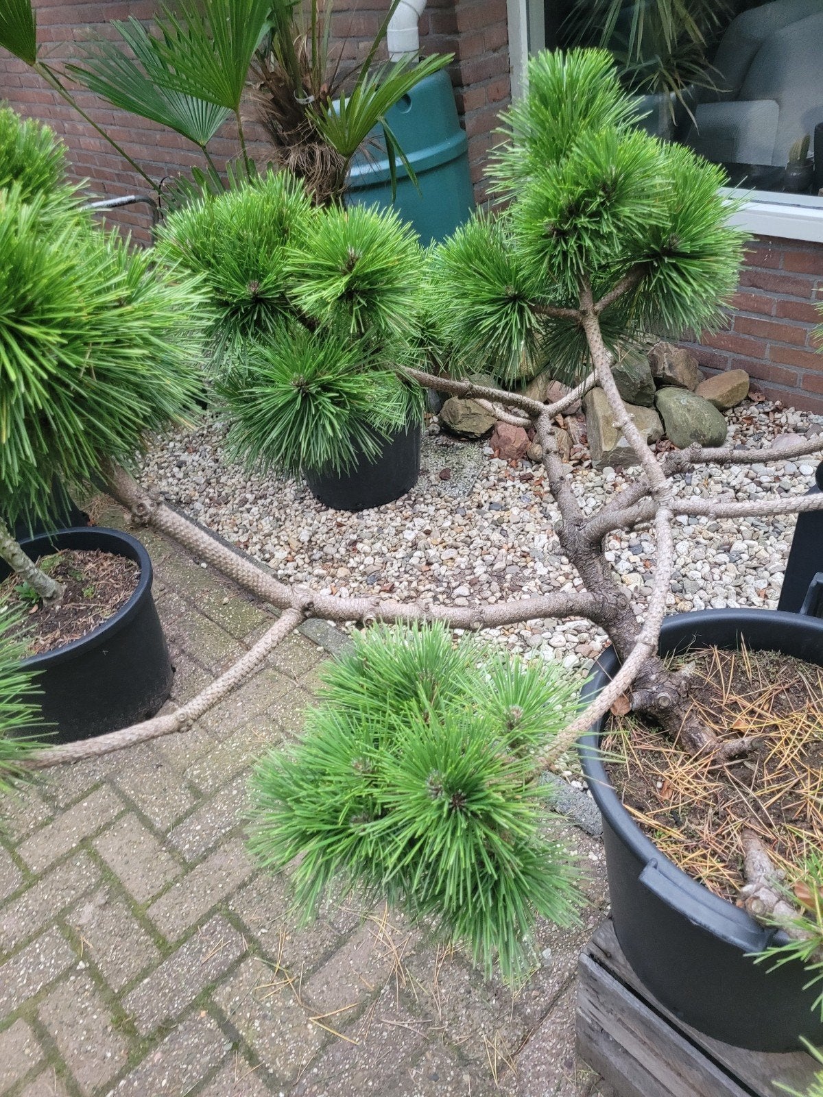 Pinus Nigra Nana Vormsnoei Pon Pon - Japanse Bonsai Stijl, Volle zon, Vaste plant, Bloeit niet, Ophalen
