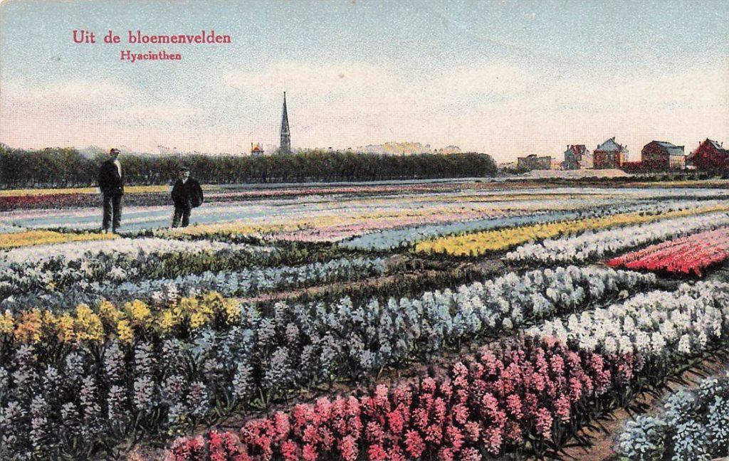 703-457-015 Uit De Bloemenvelden Hyacinthen, Verzenden, Voor 1920, Noord-Holland