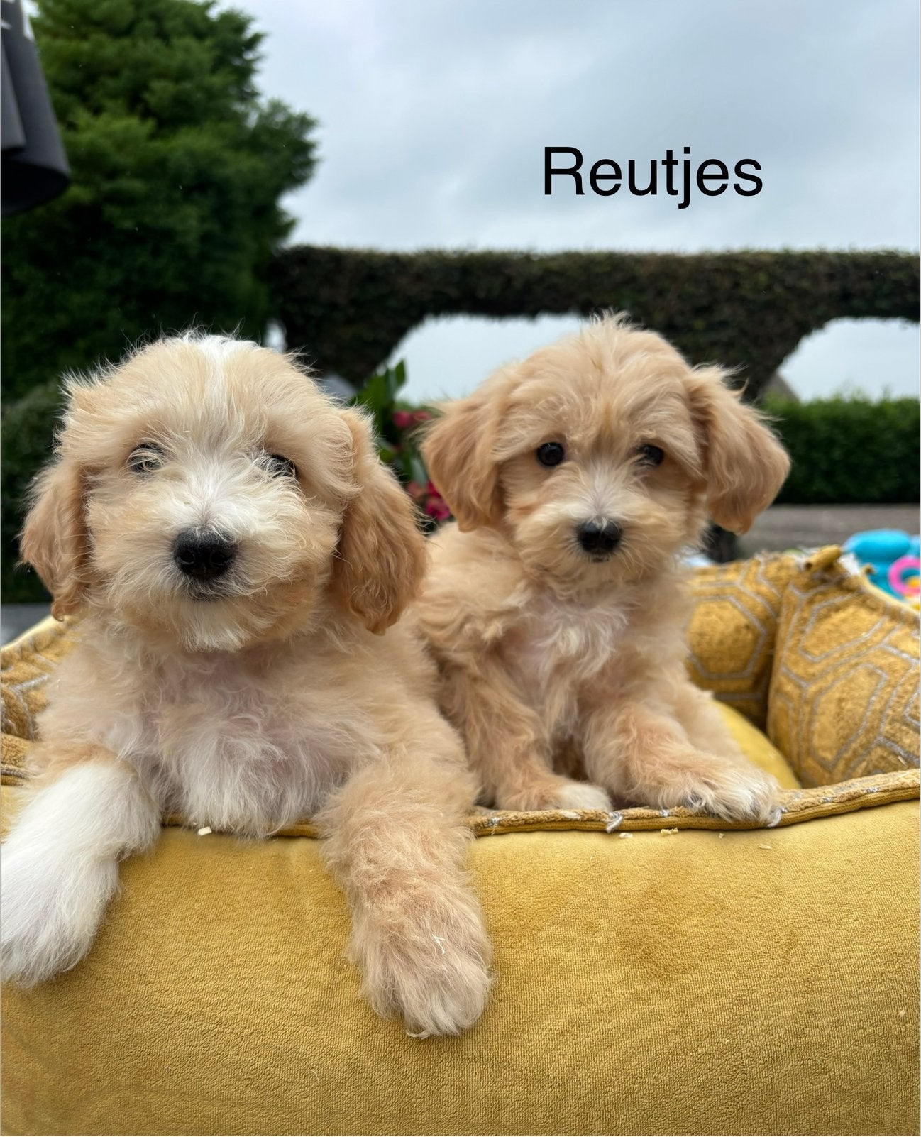 Maltipoo pups, Nederland, Overige rassen, 8 tot 15 weken, Meerdere