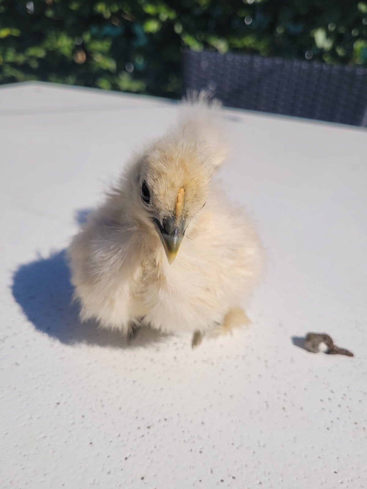 2 super leuke kuikentjes te koop!, Dieren en Toebehoren, Pluimvee, Geslacht onbekend, Kip
