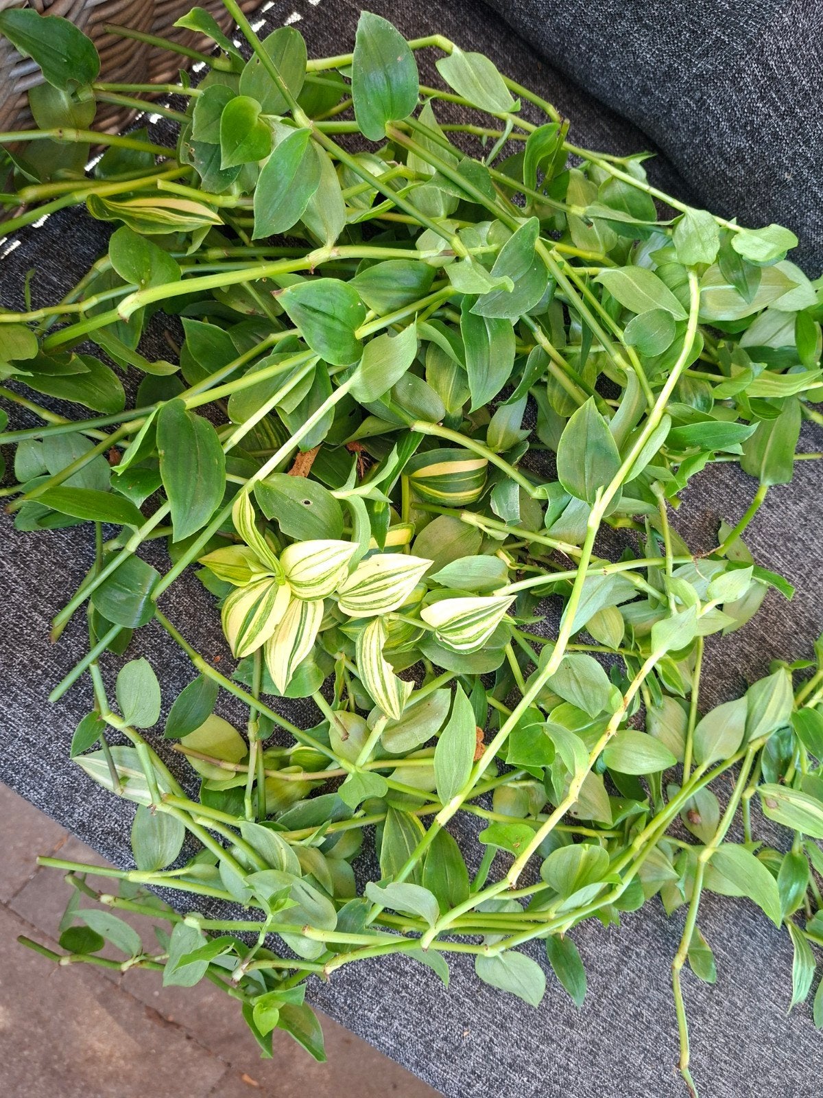 stekjes van tradescantia, Ophalen of Verzenden