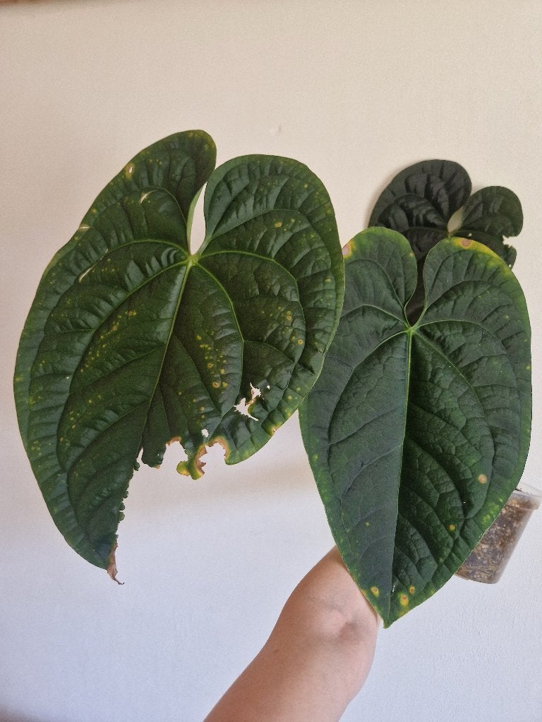 Anthurium Crystallinum x Luxurians, Ophalen of Verzenden, Halfschaduw, Minder dan 100 cm