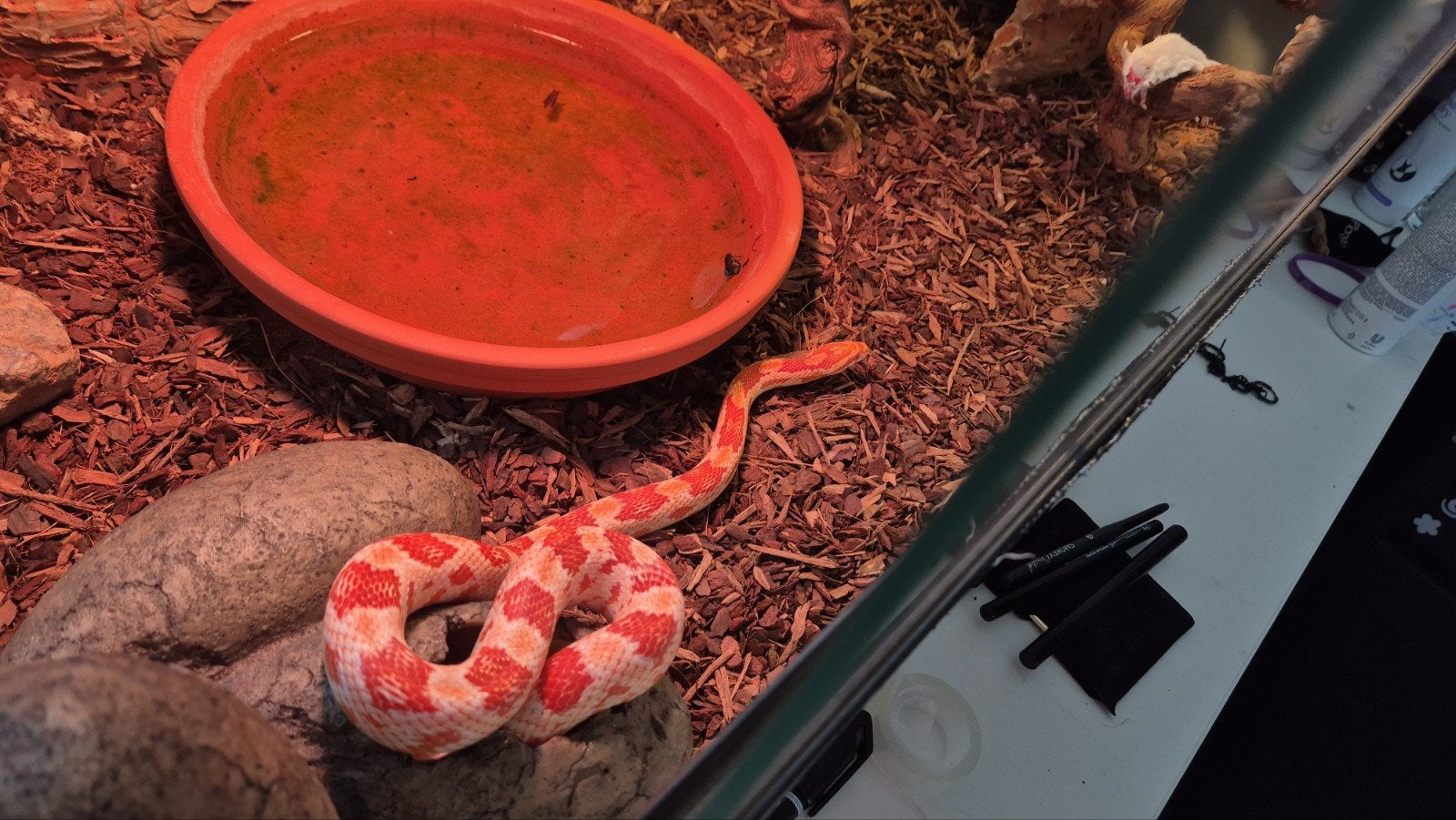 Rode rattenslang + terrarium Corn Snake photo 3