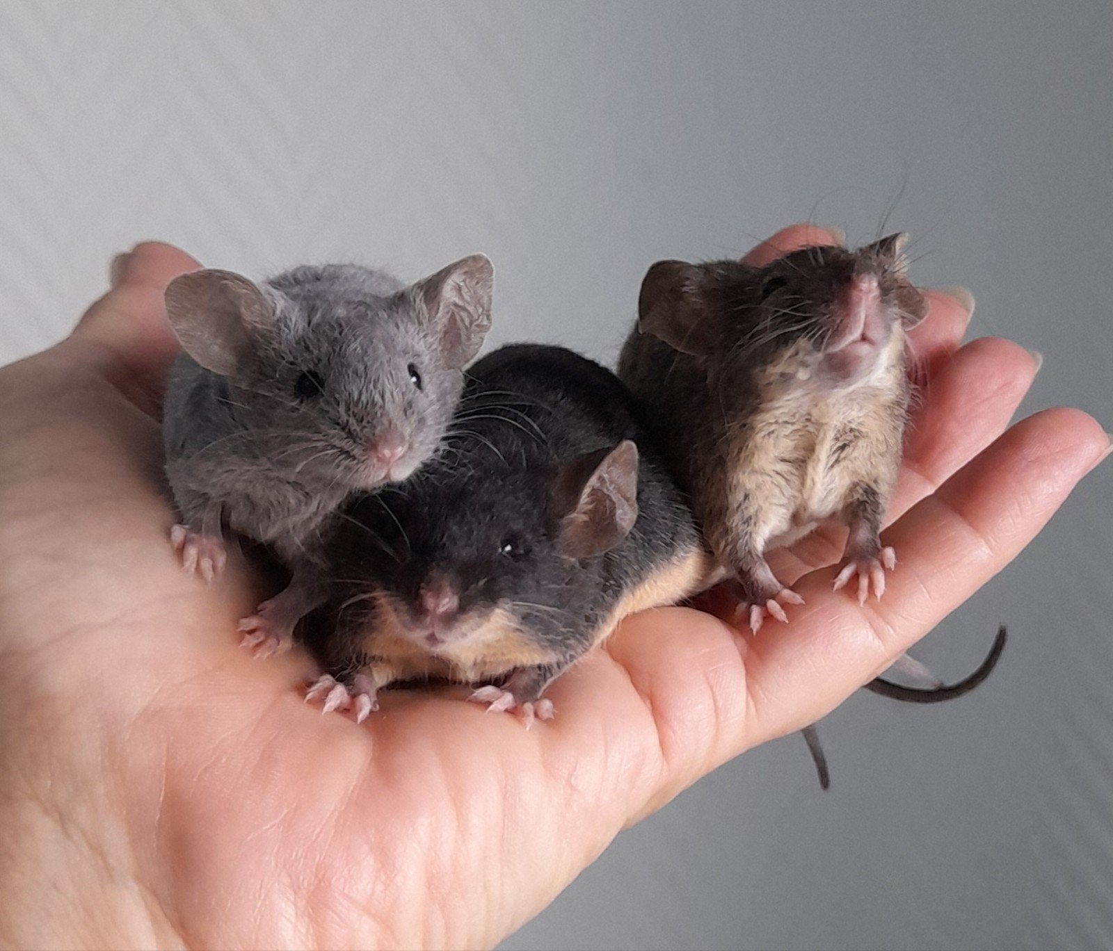 kleurmuizen vrouwtjes, Dieren en Toebehoren, Augustus, Muis, Vrouwelijk, Tam