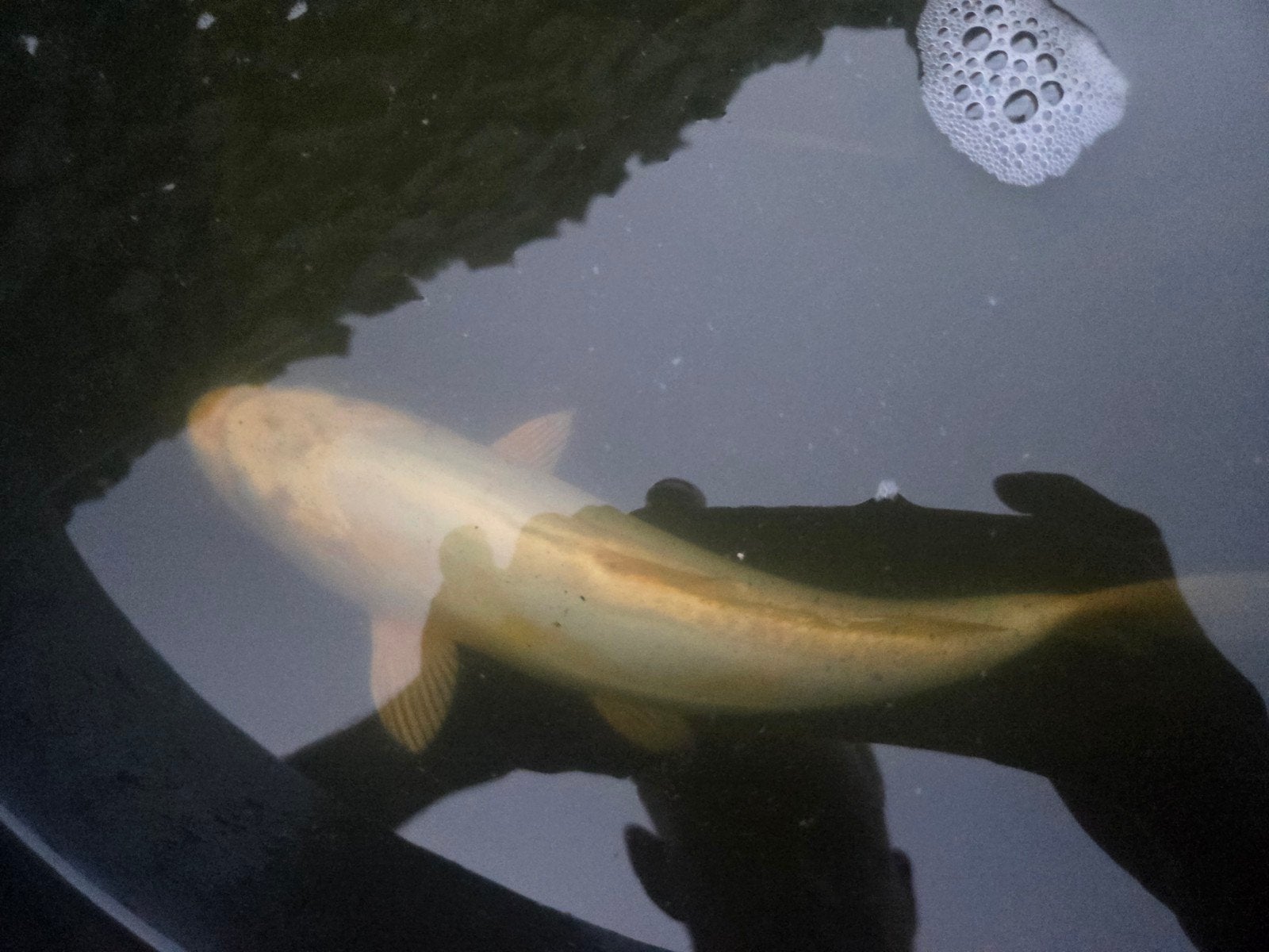 Doitsu platinum ogon koi, Karper of Koi