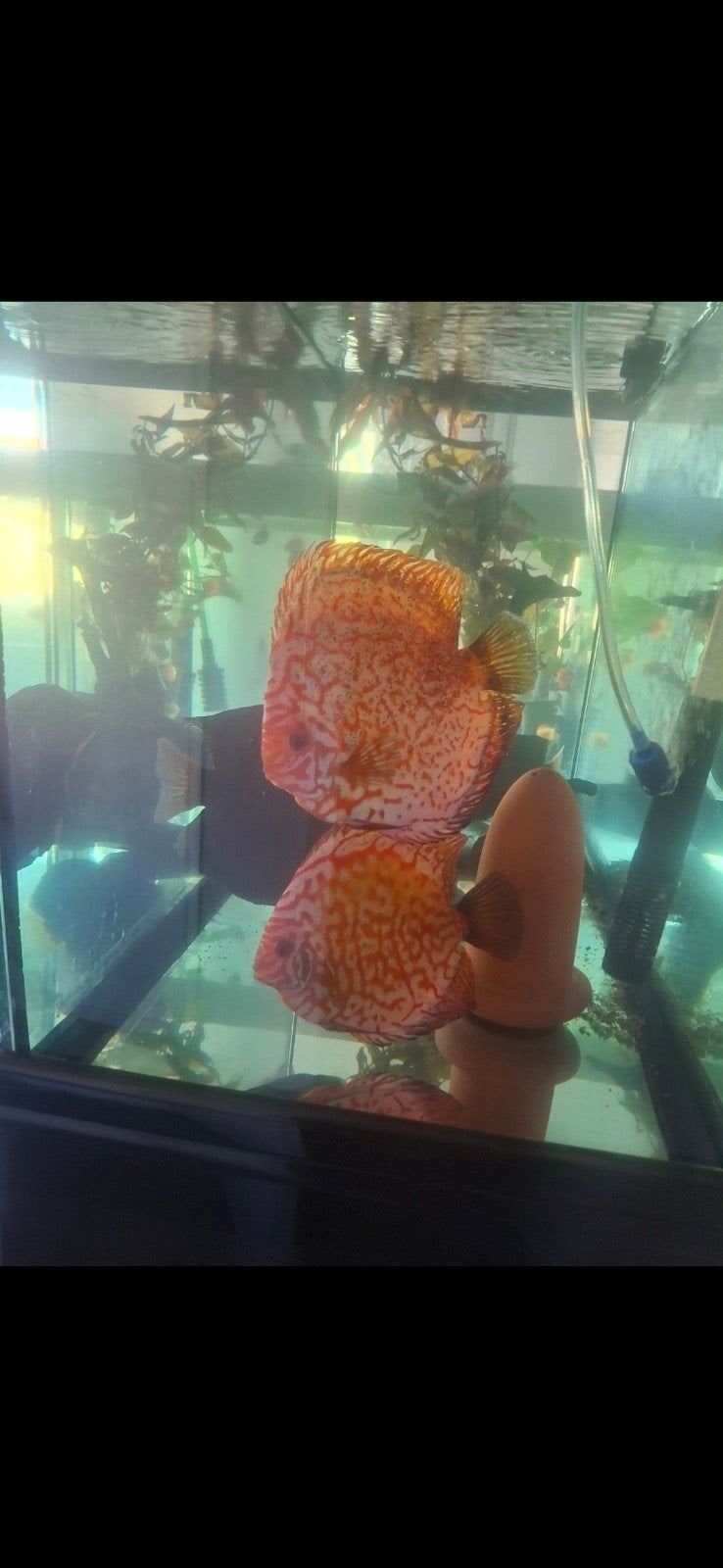 discus koppels 170 eu., Dieren en Toebehoren, Vissen | Aquariumvissen, Vis