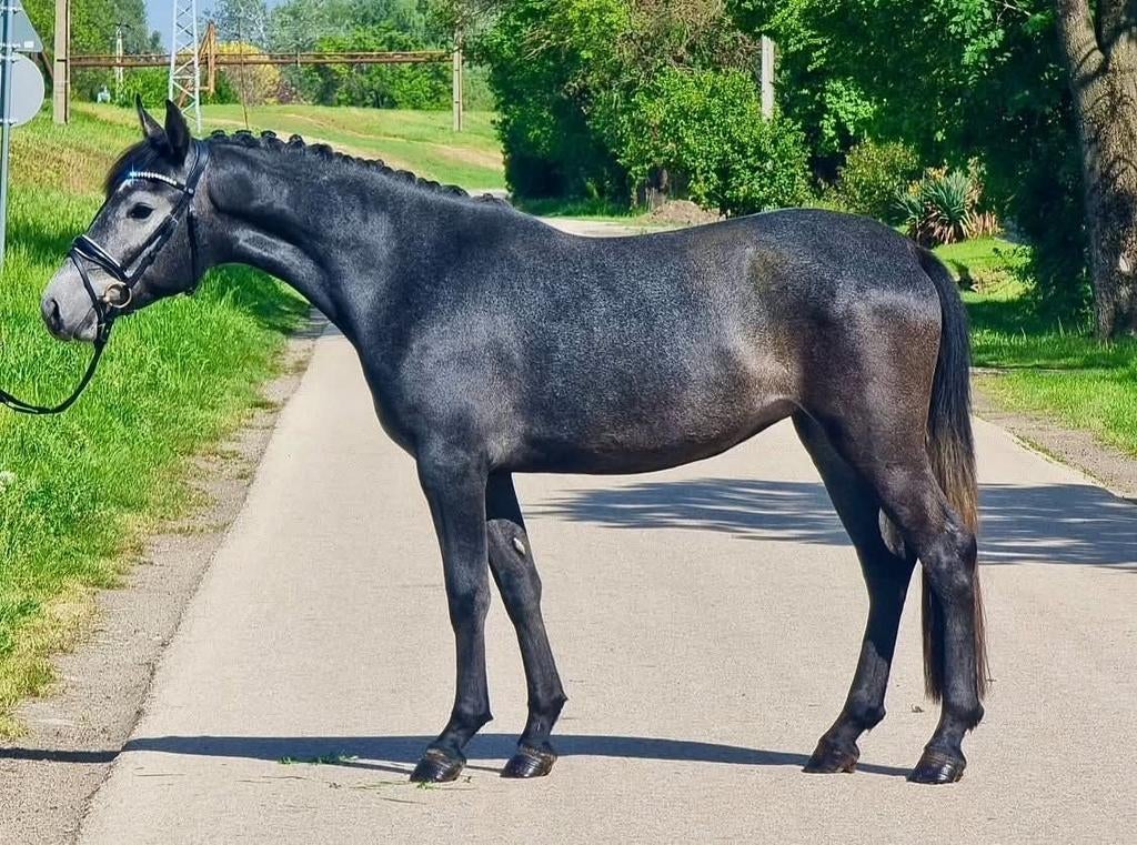 Super lief, toekomstige d sport pony, Merrie, Zadelmak, 3 tot 6 jaar