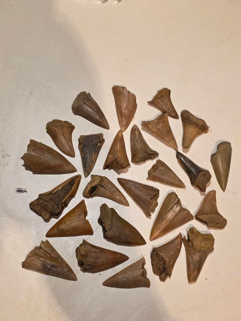 Set van 25 fossielen haaientanden uit Rumst., Ophalen of Verzenden, Fossiel