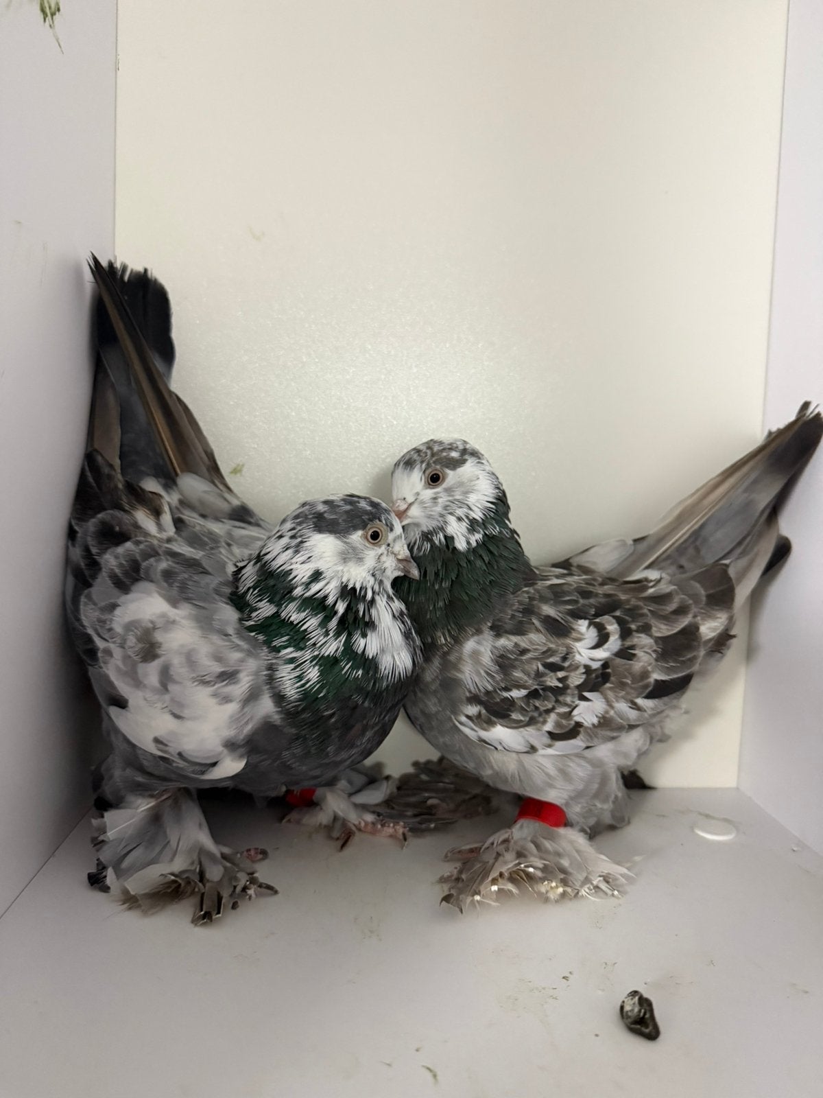 Koppel forse sierduiven, Meerdere dieren, Overige soorten