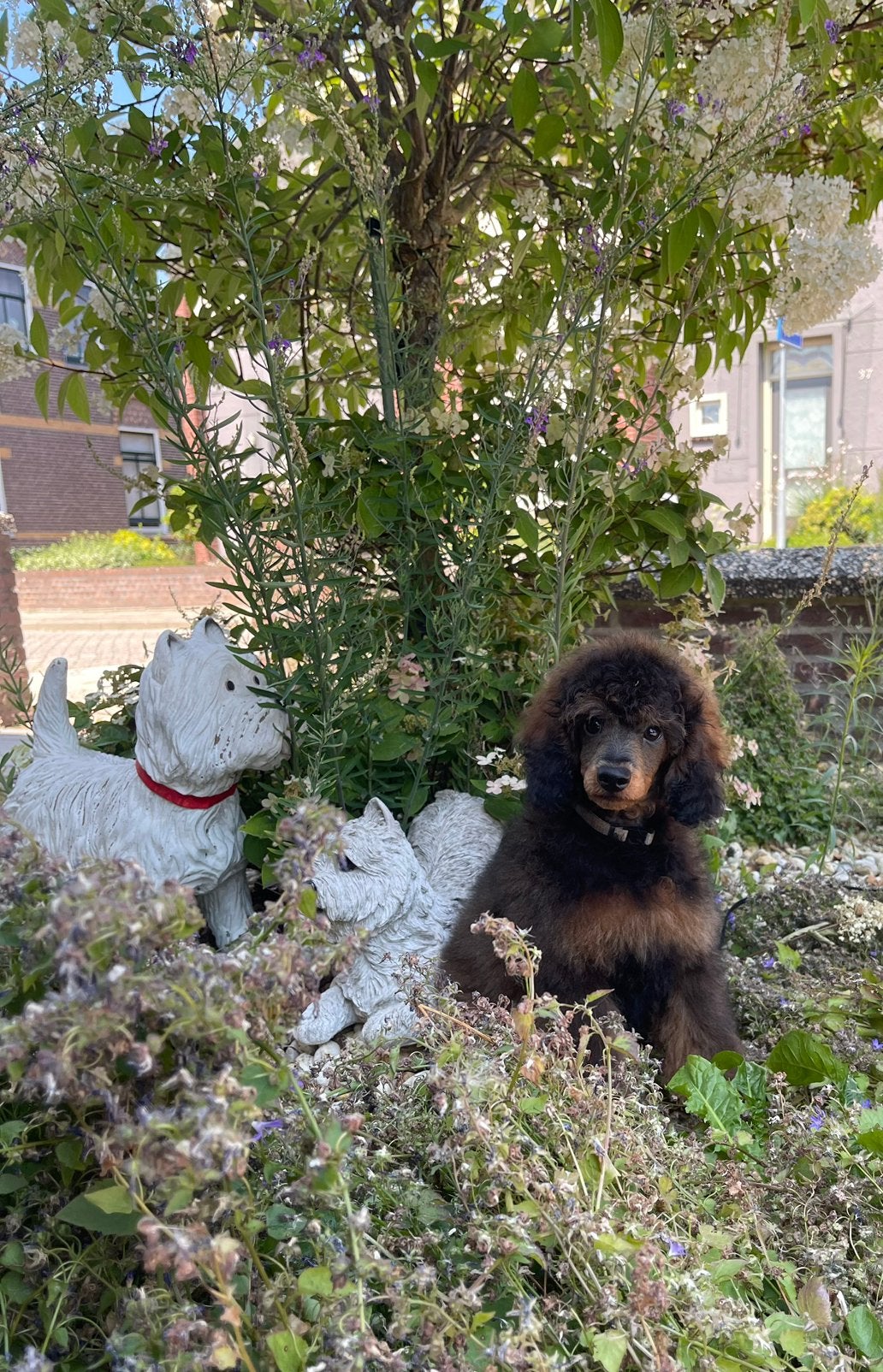 2 Prachtige Dwergpoedel pups beschikbaar, Dieren en Toebehoren, Honden | Chihuahua's en Gezelschapshonden, Poedel, Parvo, 8 tot 15 weken