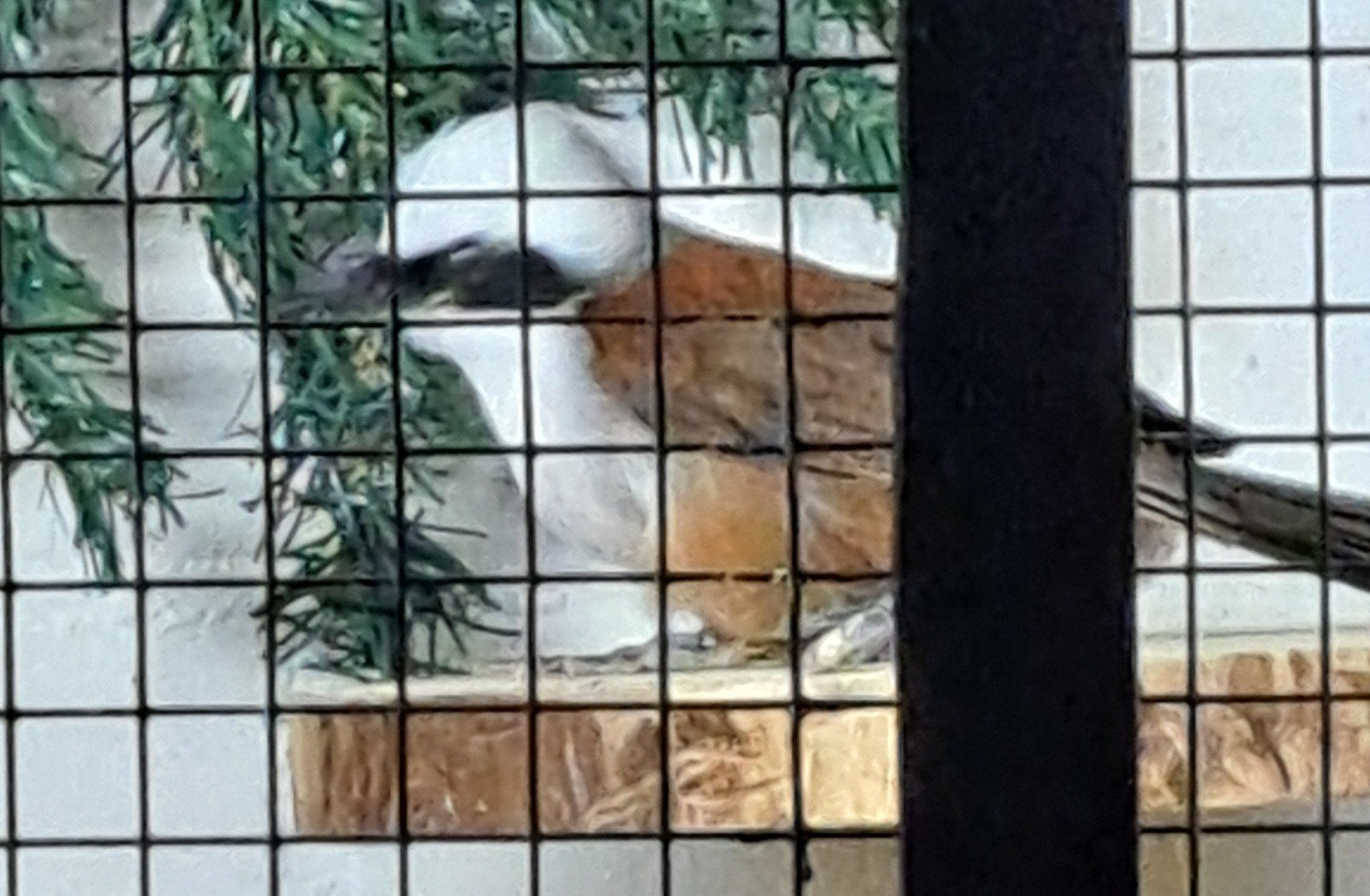 WITKUIFGAAILIJSTER, Dieren en Toebehoren, Mannelijk, Tropenvogel, Geringd