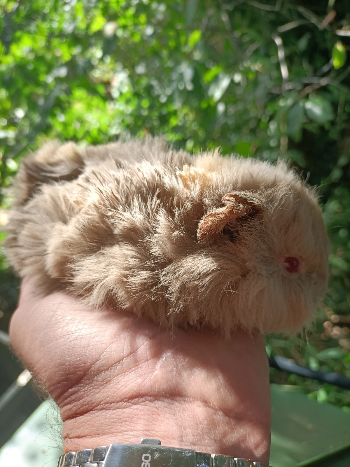 Jong cavia beertje, Juli, Mannelijk, Cavia