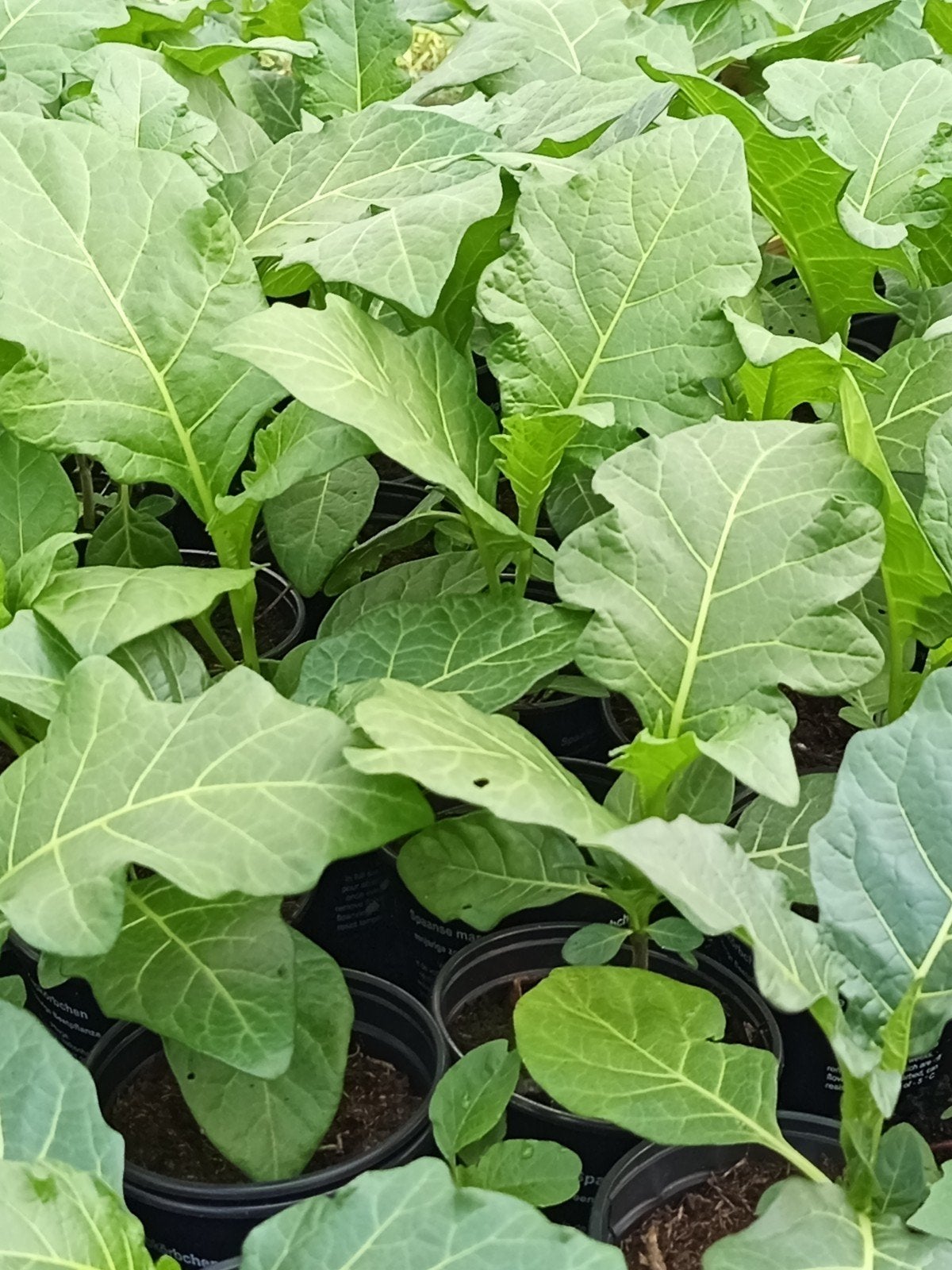 Surinaamse groente planten vanaf 1,25 per stuk., Tuin en Terras, Bloembollen en Zaden, Ophalen of Verzenden, Volle zon