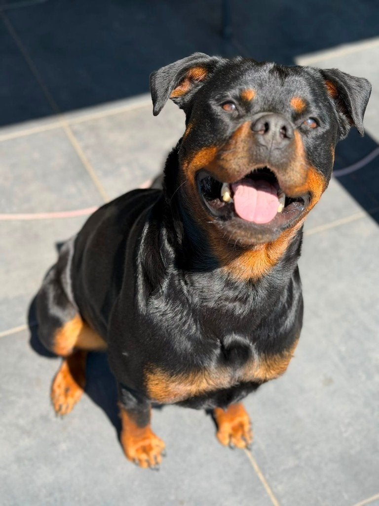Knappe rottweiler pups verwacht 27 juli! Ouders HD A+ED vrij, Dieren en Toebehoren, Parvo, 8 tot 15 weken, Meerdere, Meerdere dieren