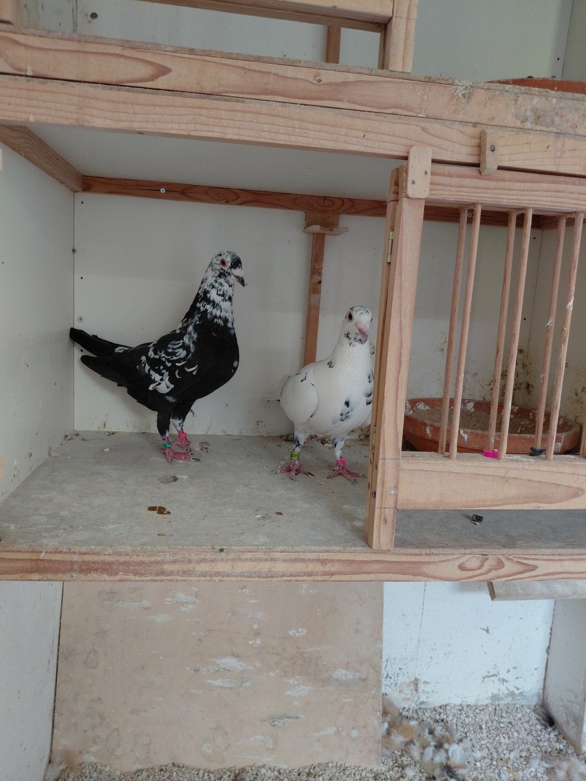 Postduiven, Meerdere dieren, Postduif