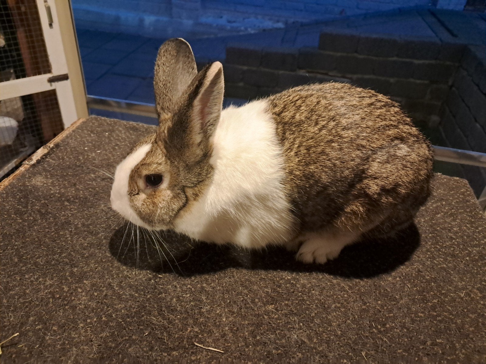 hollander te koop, Dieren en Toebehoren