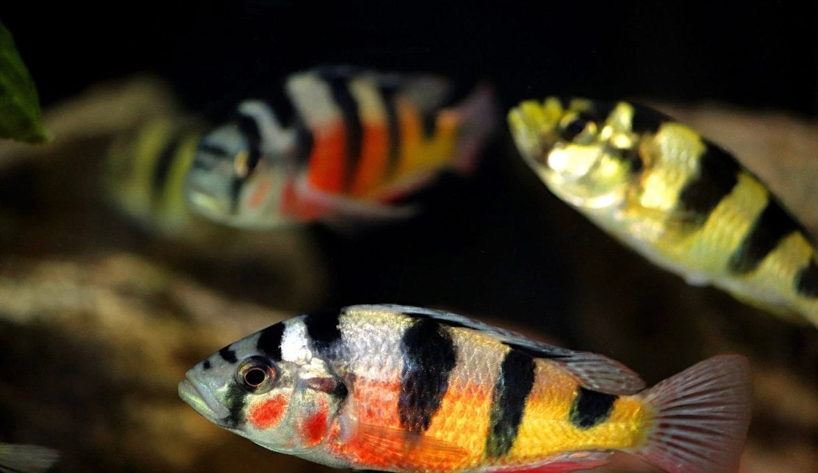 Haplochromis Obliquidens ( victoria cichlide ), Dieren en Toebehoren, Vis