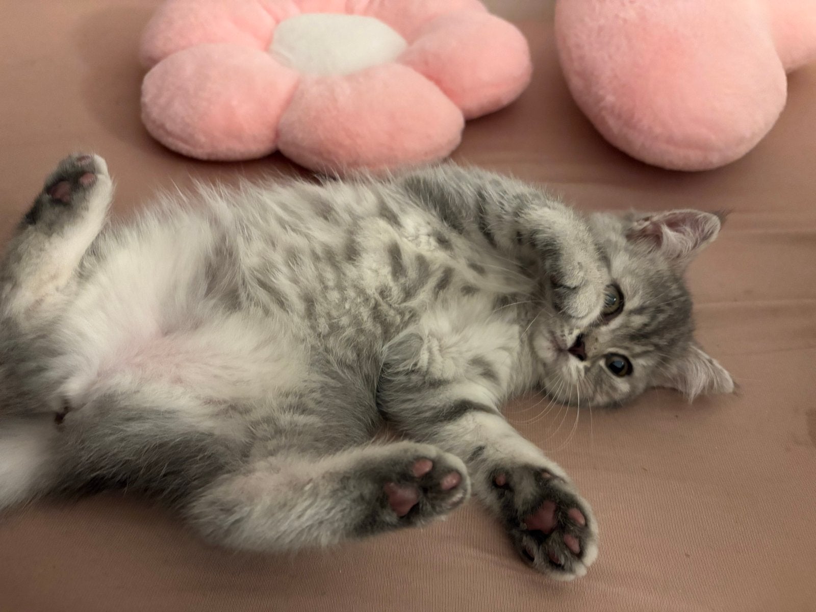 Lieve Raszuivere britse korthaar kitten met spullen, Poes