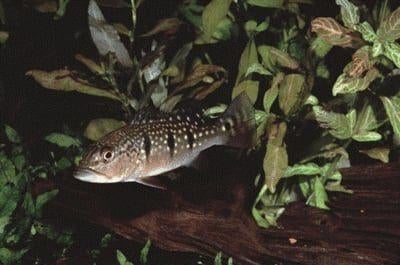 Zuid Amerikaanse Cichliden: Cichla temensis, Dieren en Toebehoren, Vissen | Aquariumvissen, Vis, Zoetwatervis