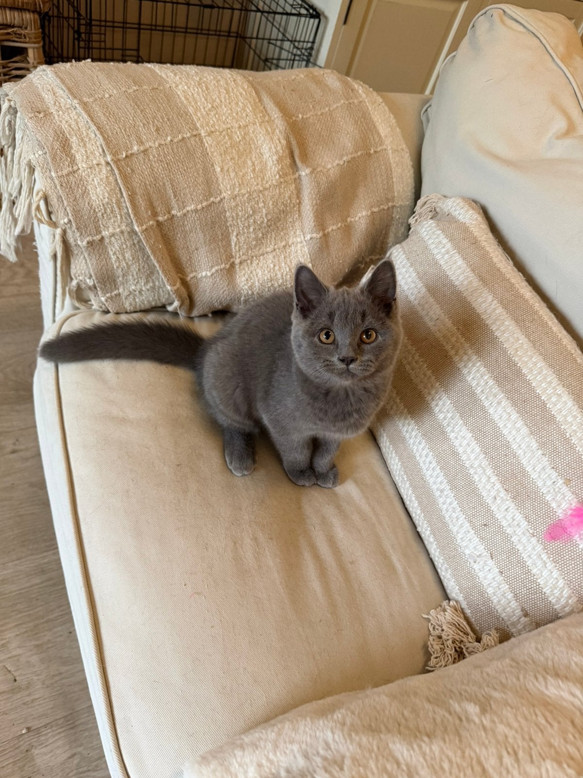 Britse korthaar kittens, Kater, Kortharig, 0 tot 2 jaar